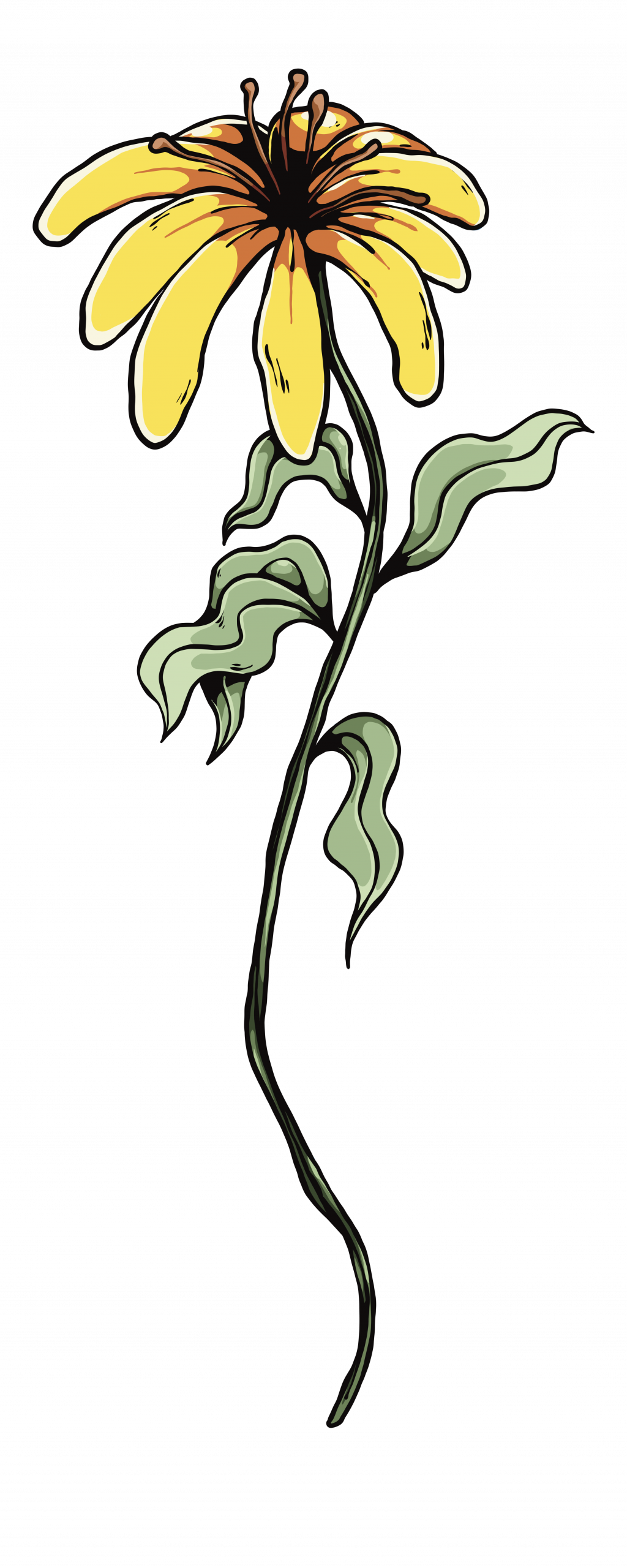 timbaron409_-_flower